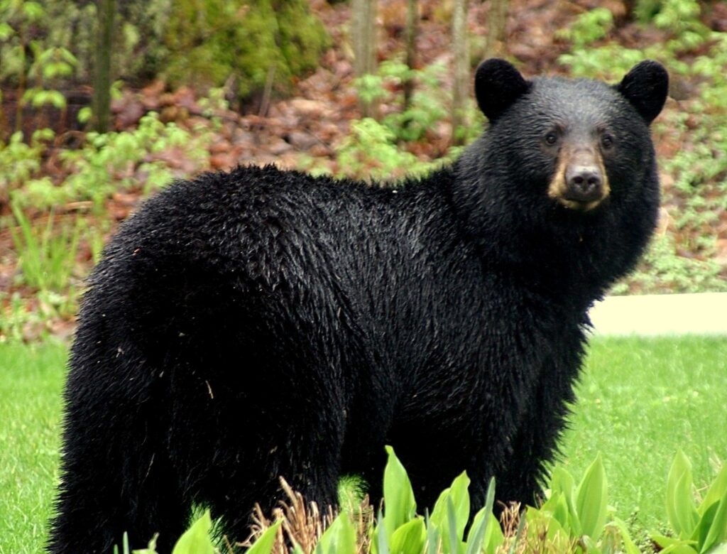 Black Bear